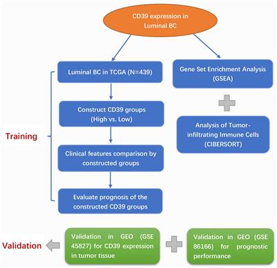 A Novel Prognostic Biomarker of Luminal Breast Cancer: High CD39 Expression Is Related to Poor Survival